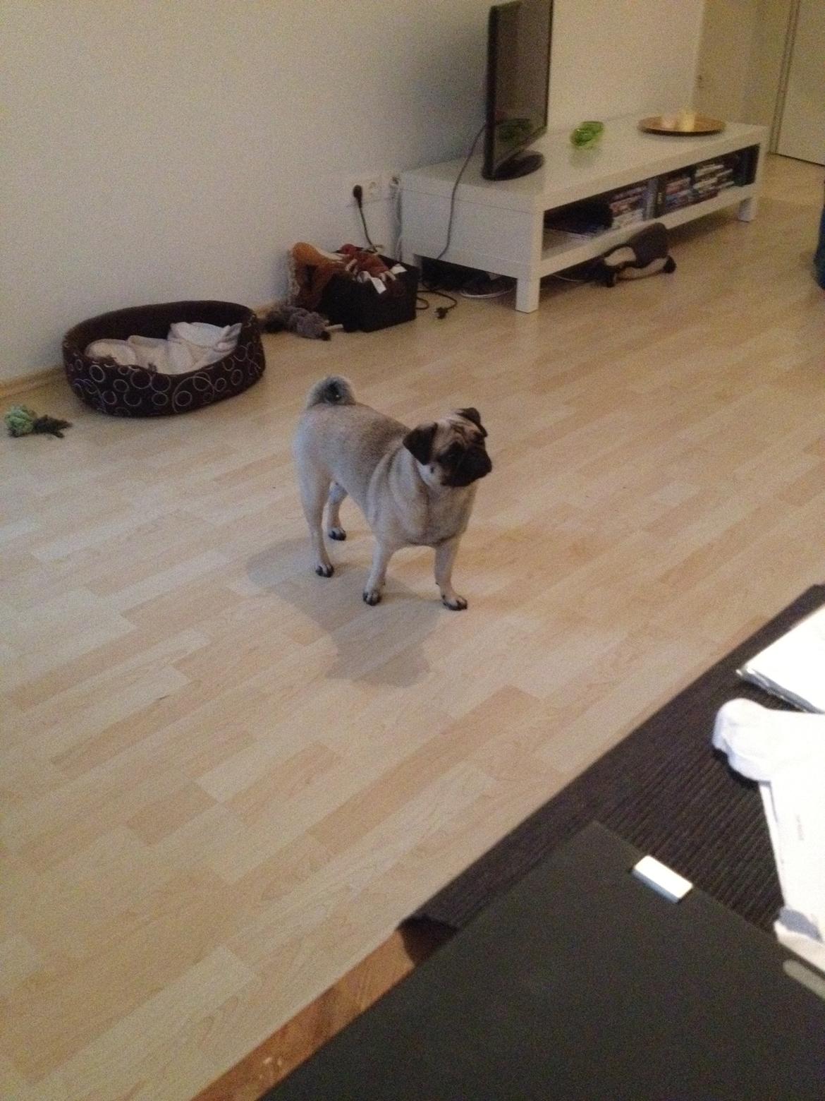 Mops Lotti billede 5