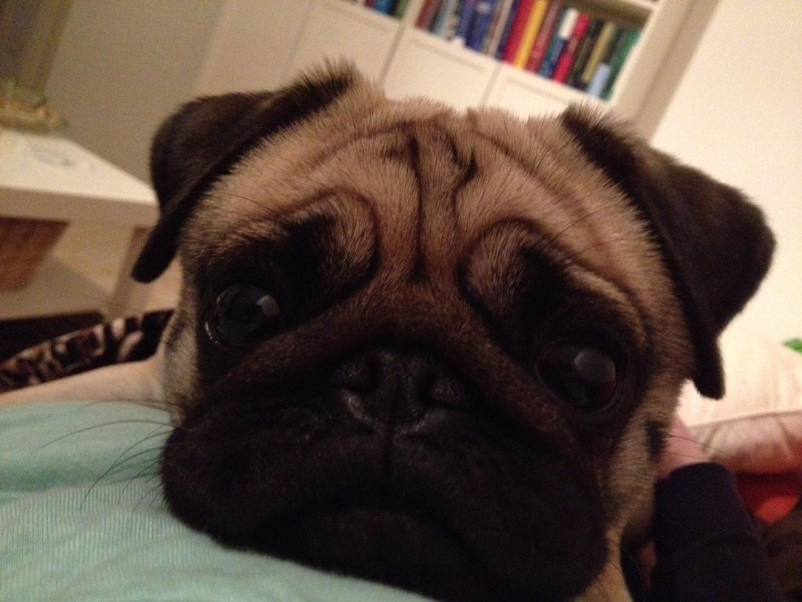 Mops Lotti billede 6