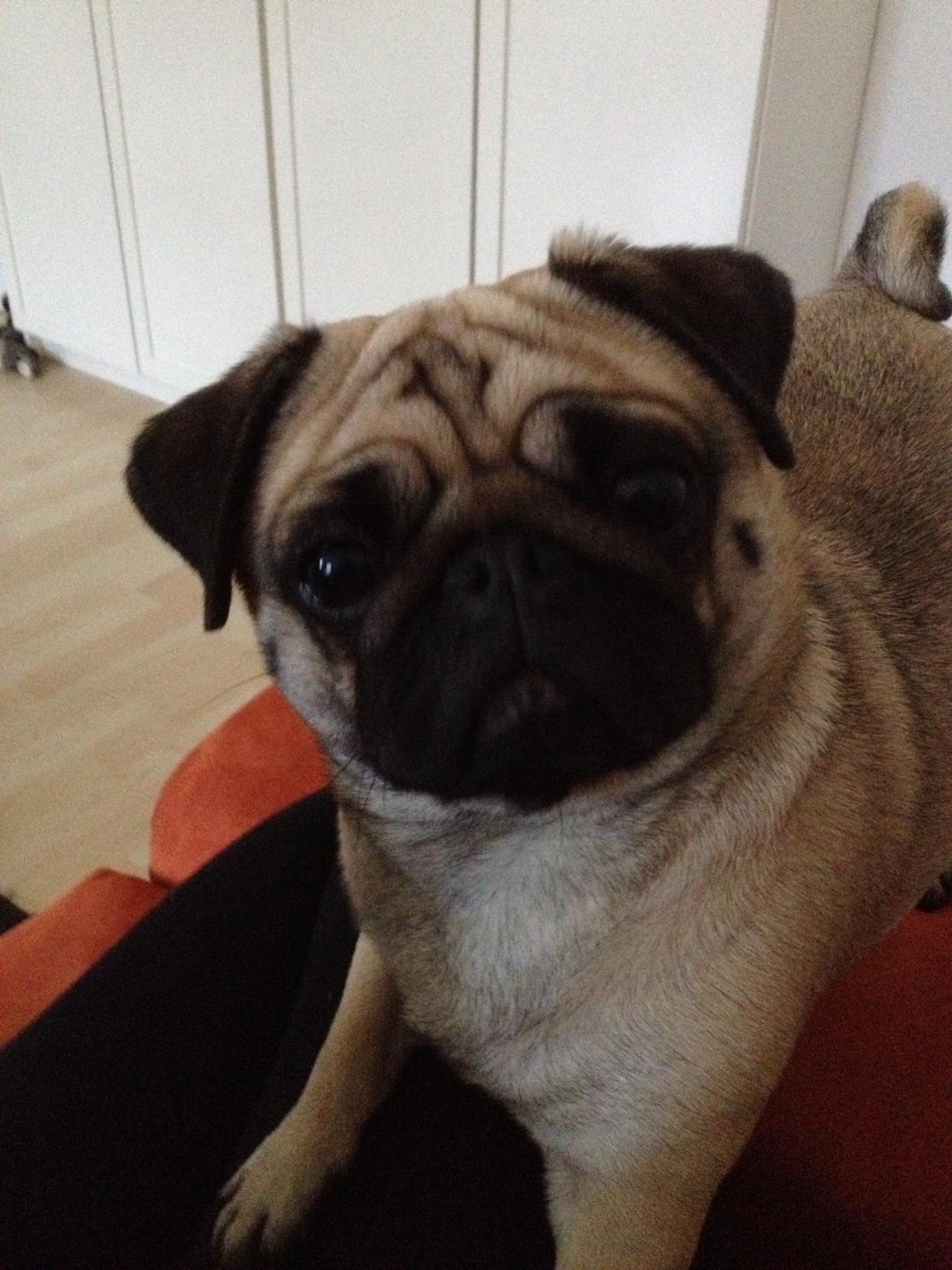 Mops Lotti billede 7