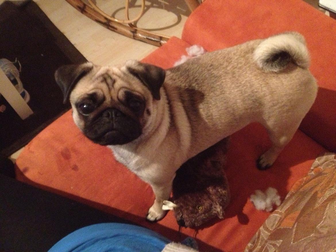 Mops Lotti billede 8