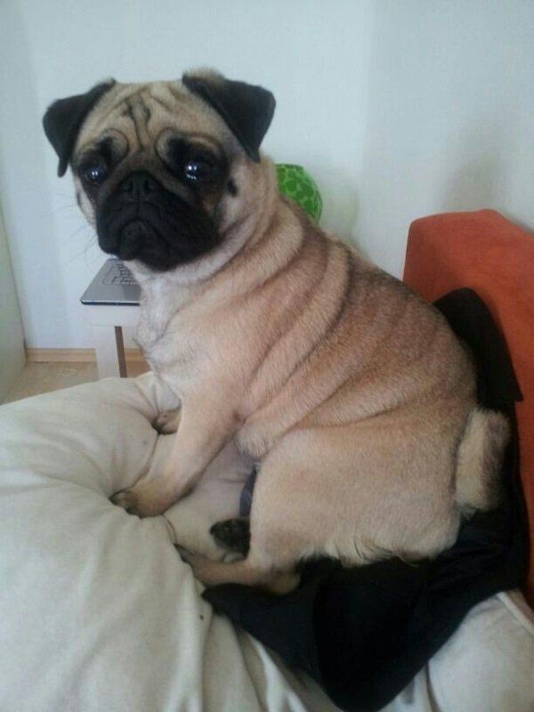 Mops Lotti billede 11