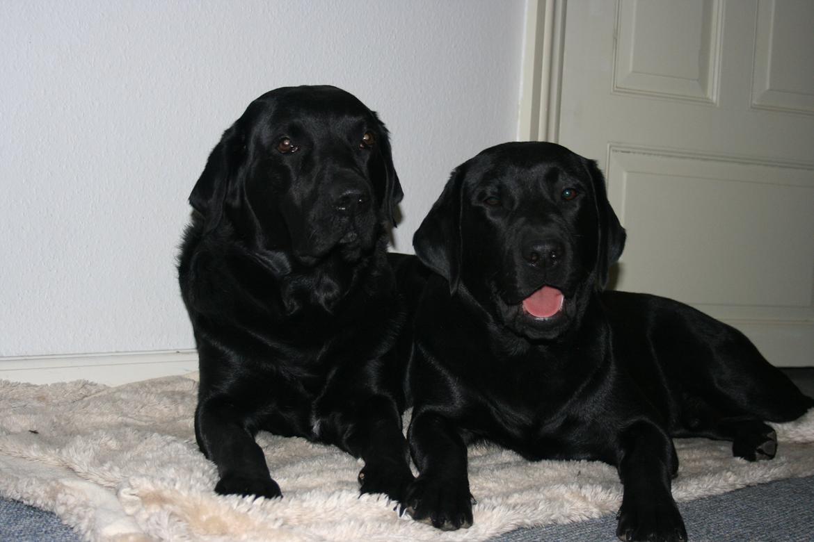 Labrador retriever Basse billede 17