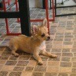 Chihuahua topper billede 11