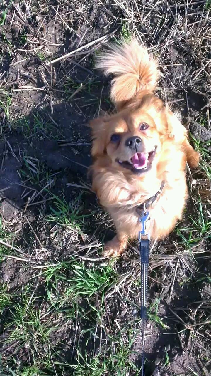 Blanding af racer Loui aka Louise billede 16