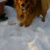 Blanding af racer Loui aka Louise billede 17