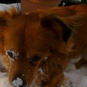 Blanding af racer Loui aka Louise billede 11