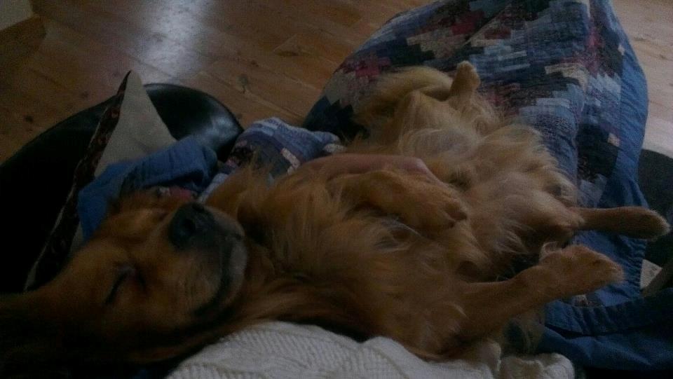 Blanding af racer Loui aka Louise billede 18