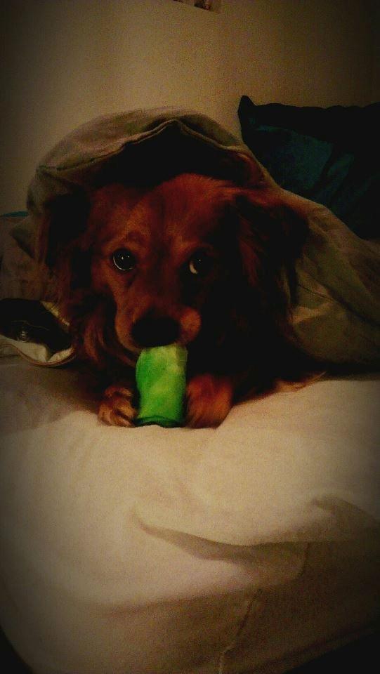 Blanding af racer Loui aka Louise billede 20