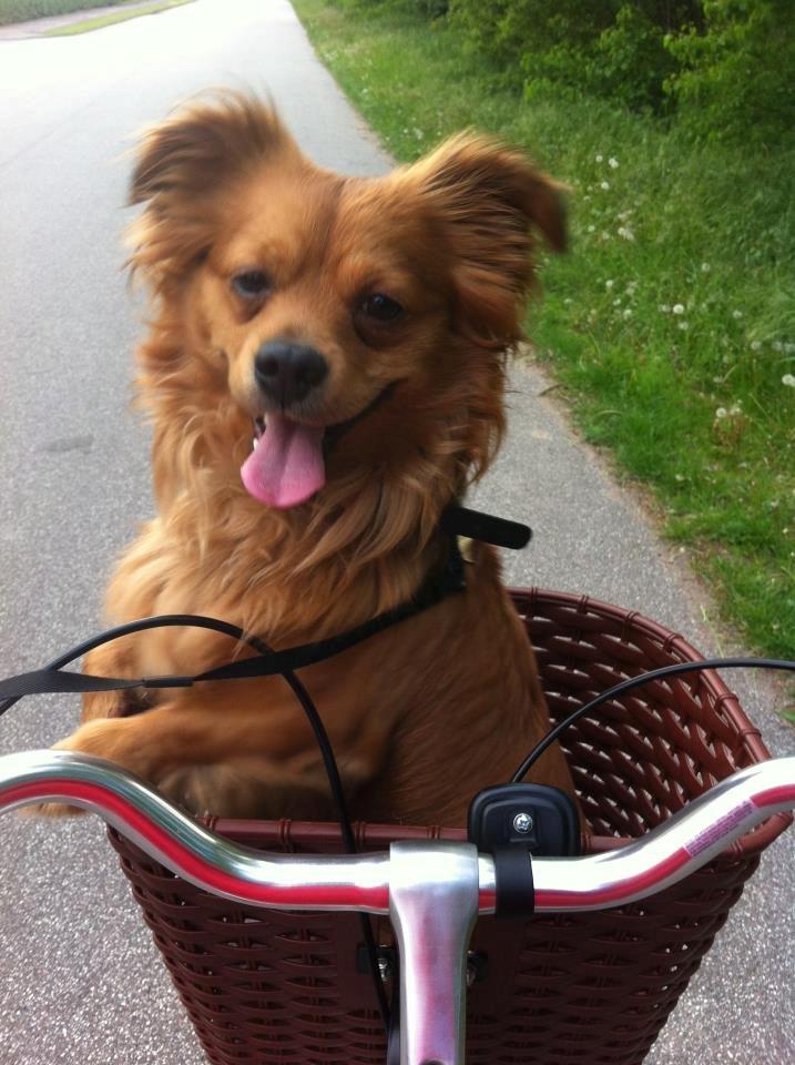 Blanding af racer Loui aka Louise billede 1