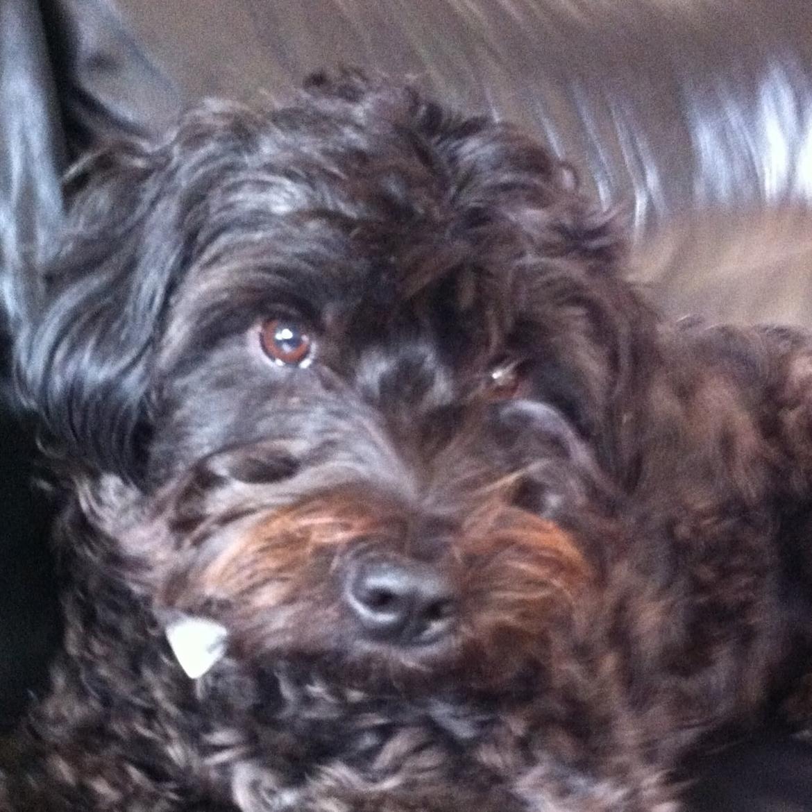 Blanding af racer Carla billede 1