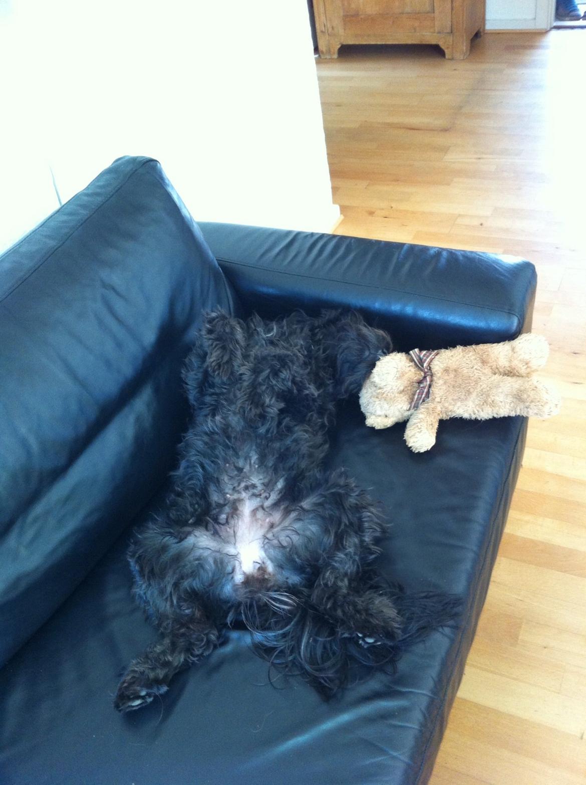 Blanding af racer Carla billede 2