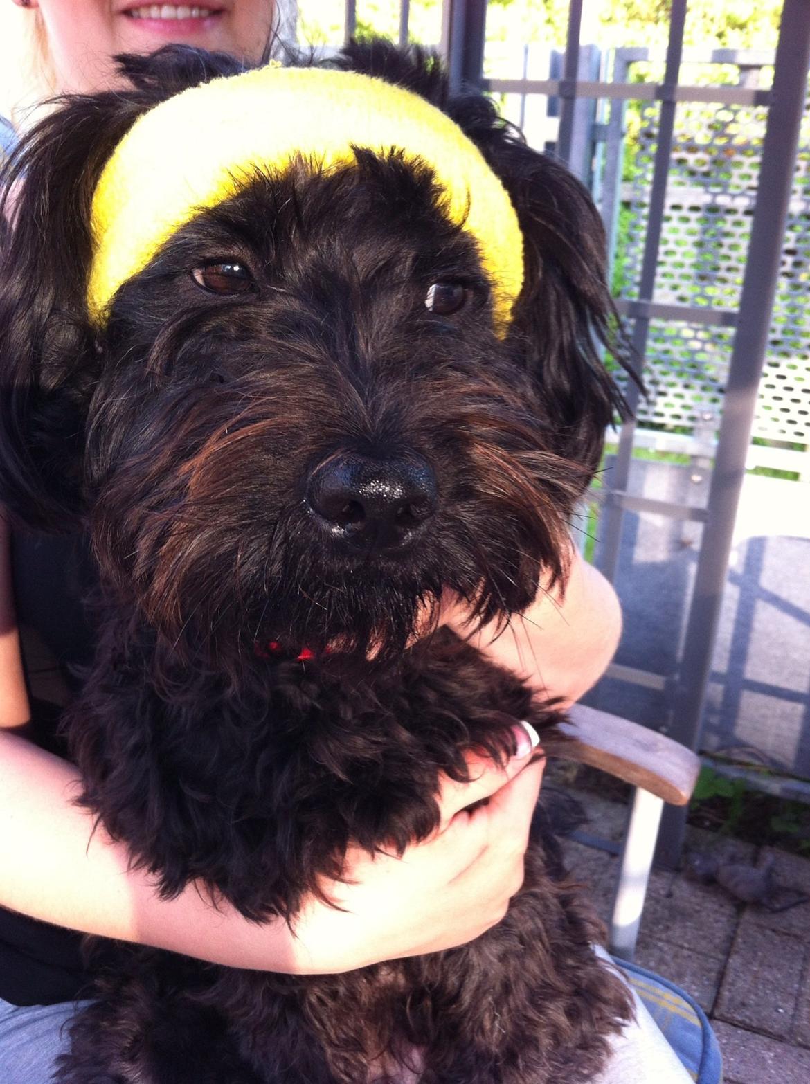 Blanding af racer Carla billede 3