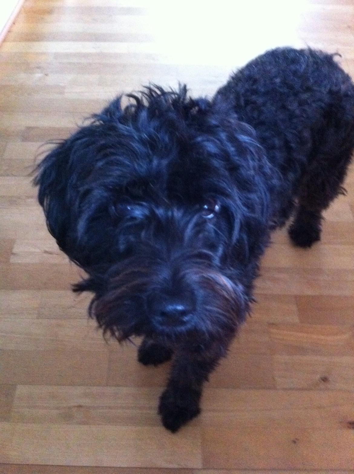 Blanding af racer Carla billede 6