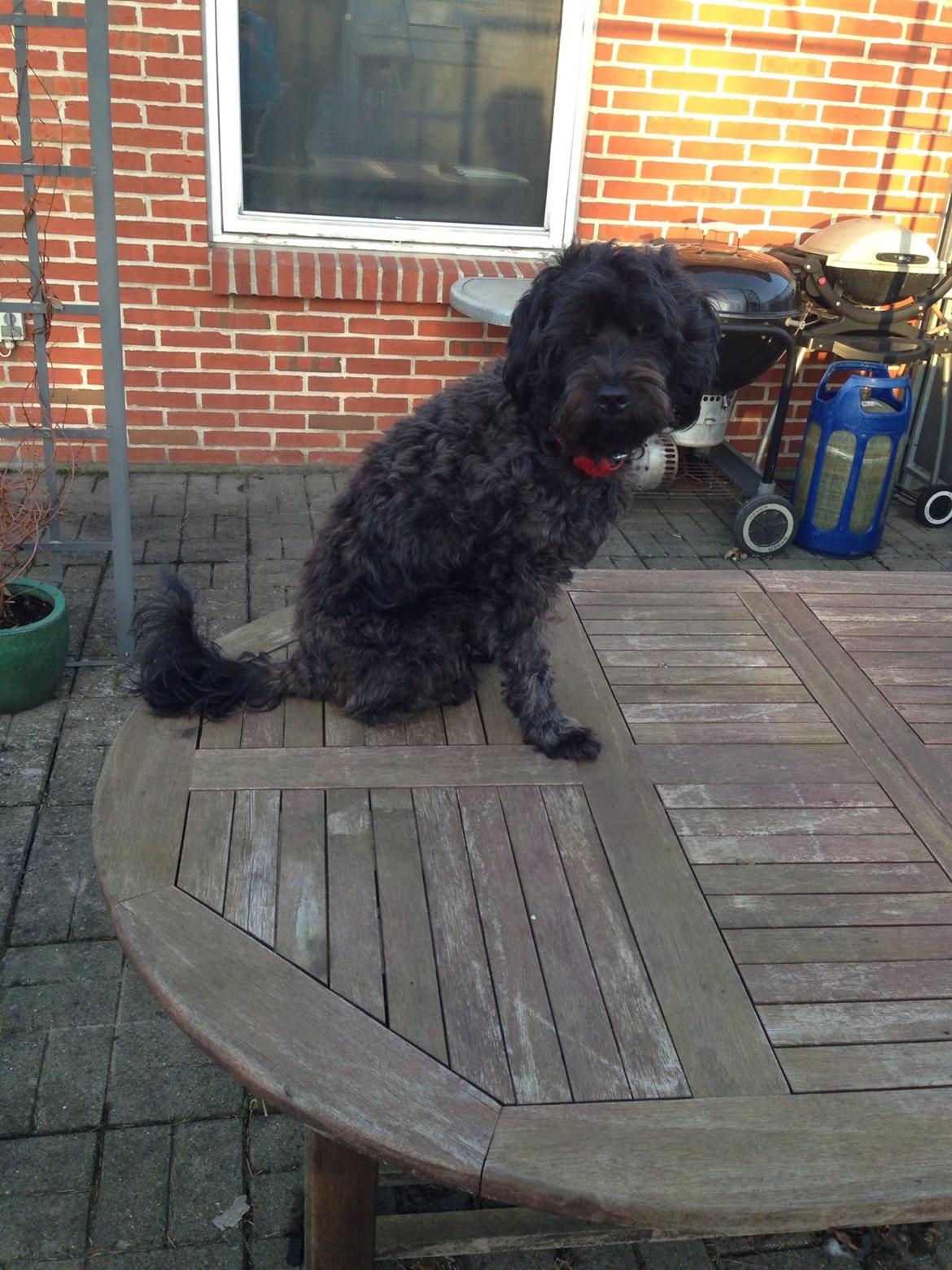 Blanding af racer Carla billede 7