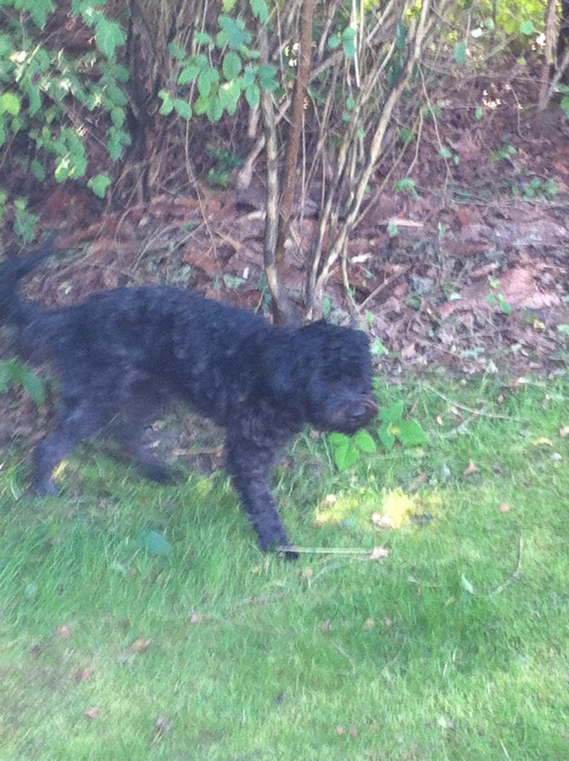 Blanding af racer Carla billede 4