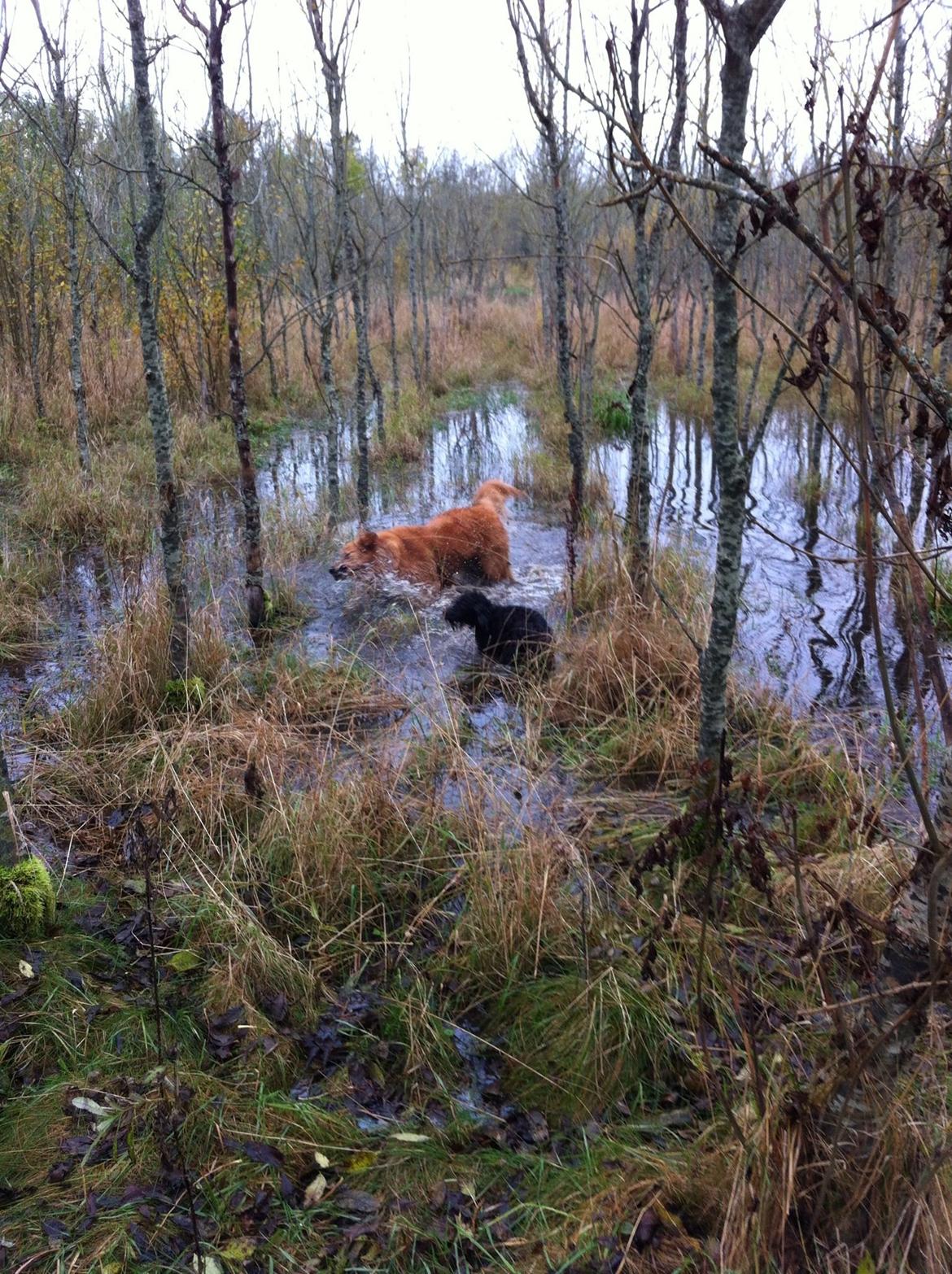 Blanding af racer Carla billede 5