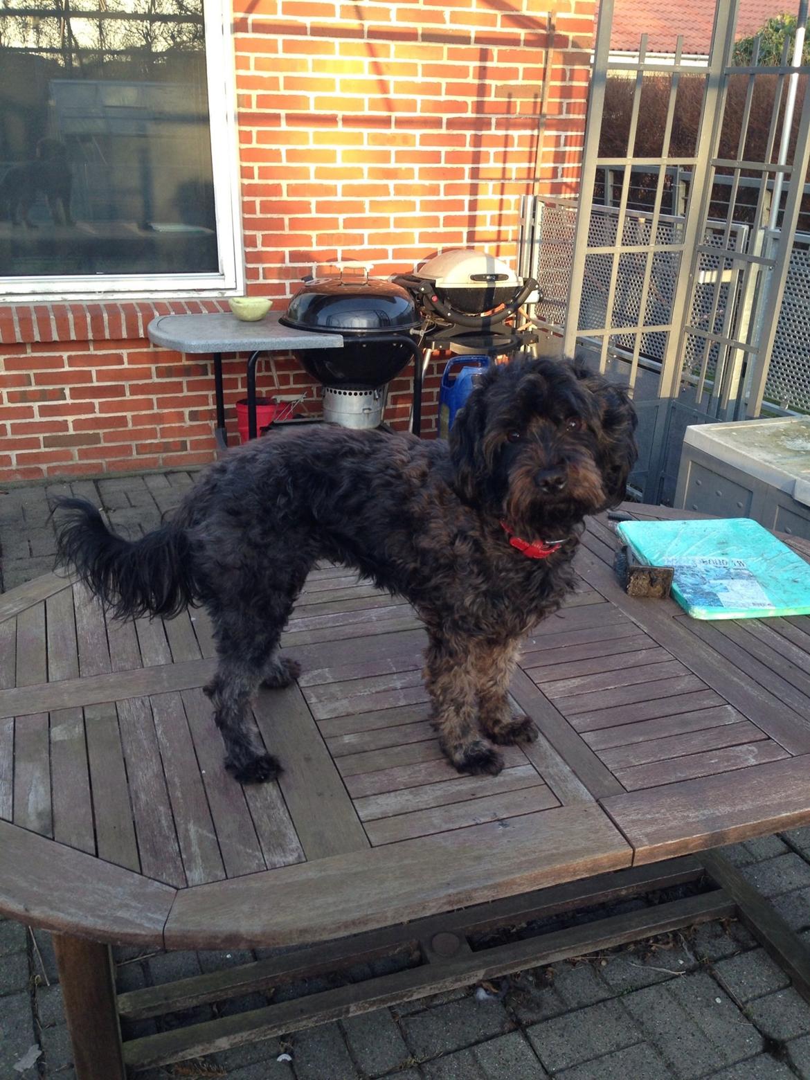 Blanding af racer Carla billede 8