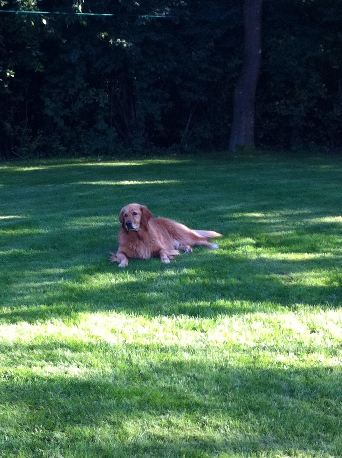 Blanding af racer Olsen billede 1