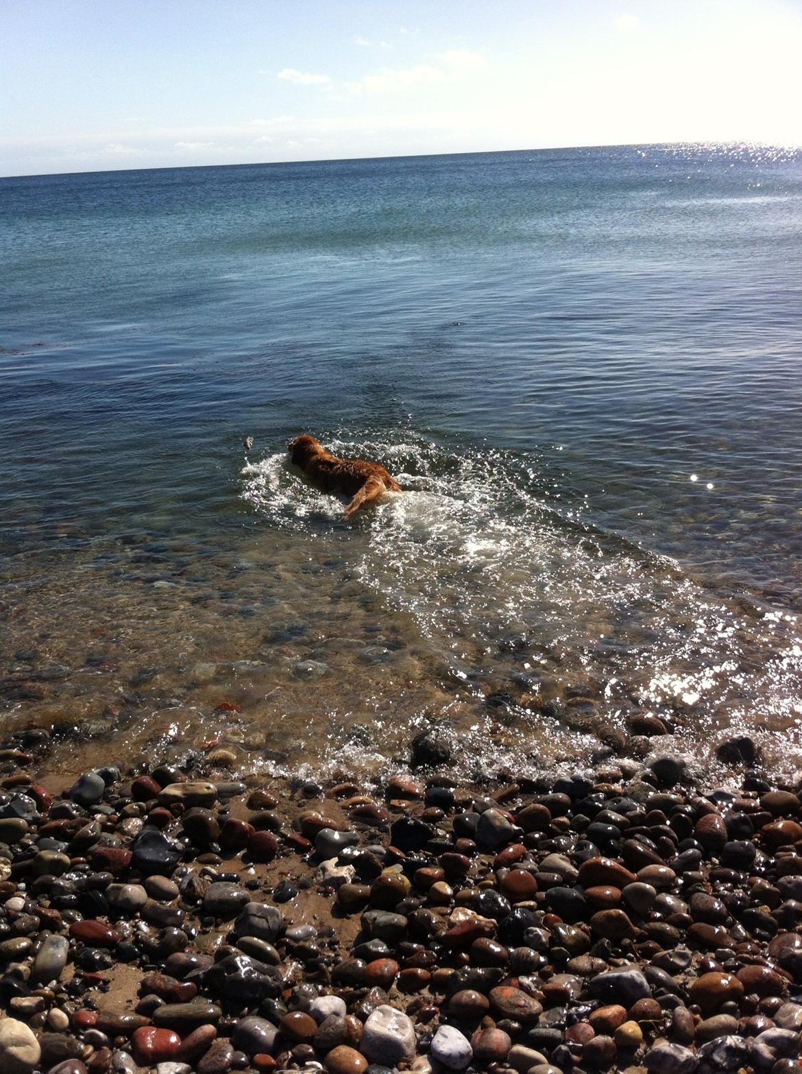 Blanding af racer Olsen billede 3