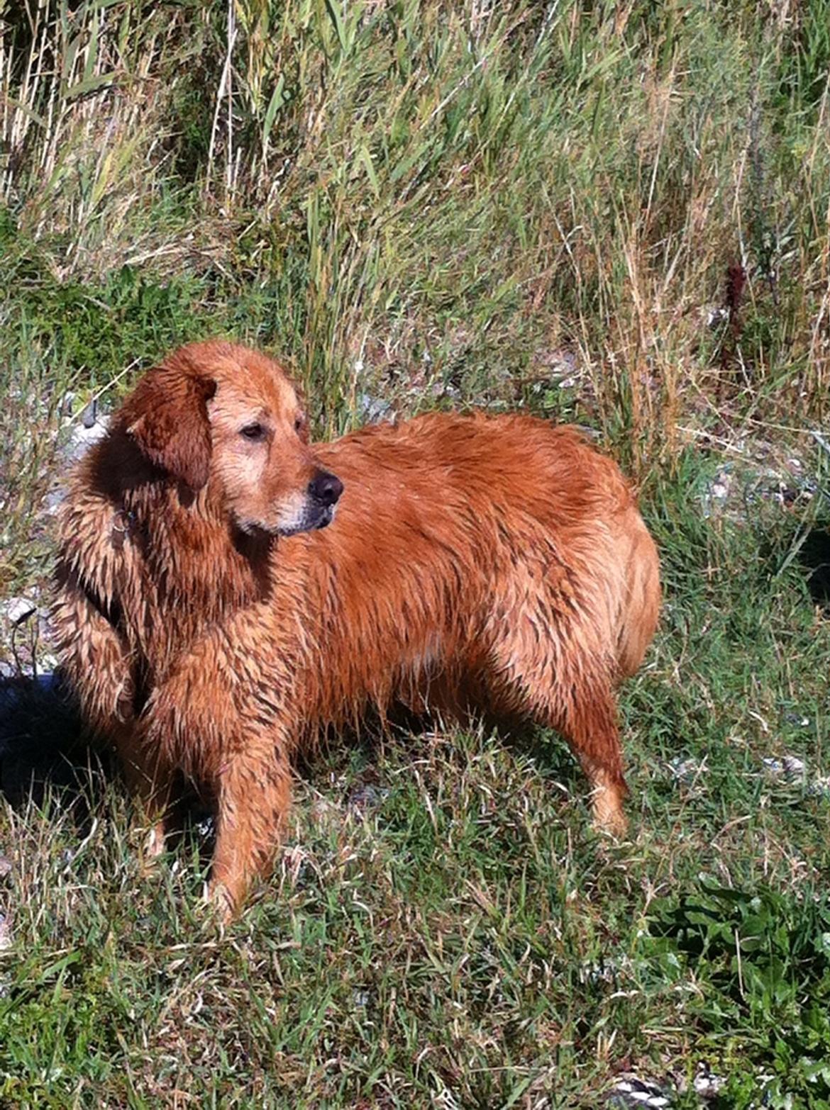 Blanding af racer Olsen billede 2