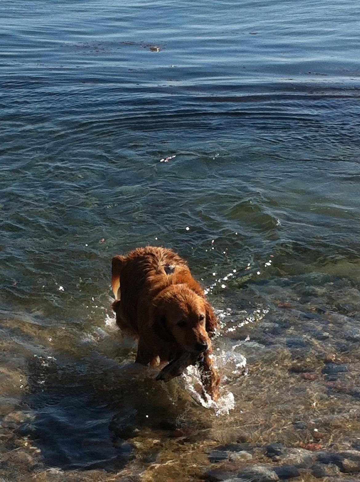 Blanding af racer Olsen billede 4