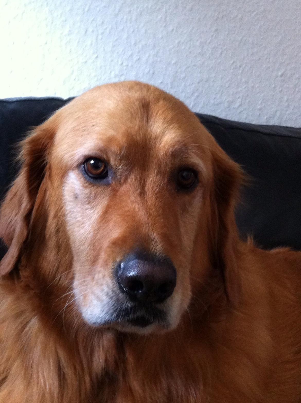 Blanding af racer Olsen billede 6