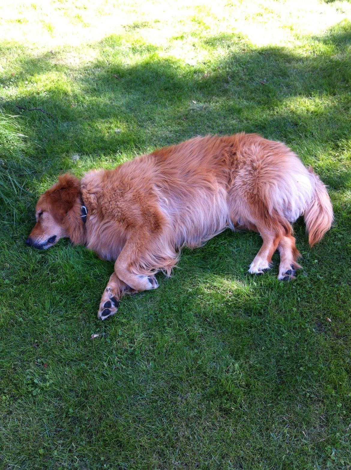 Blanding af racer Olsen billede 7