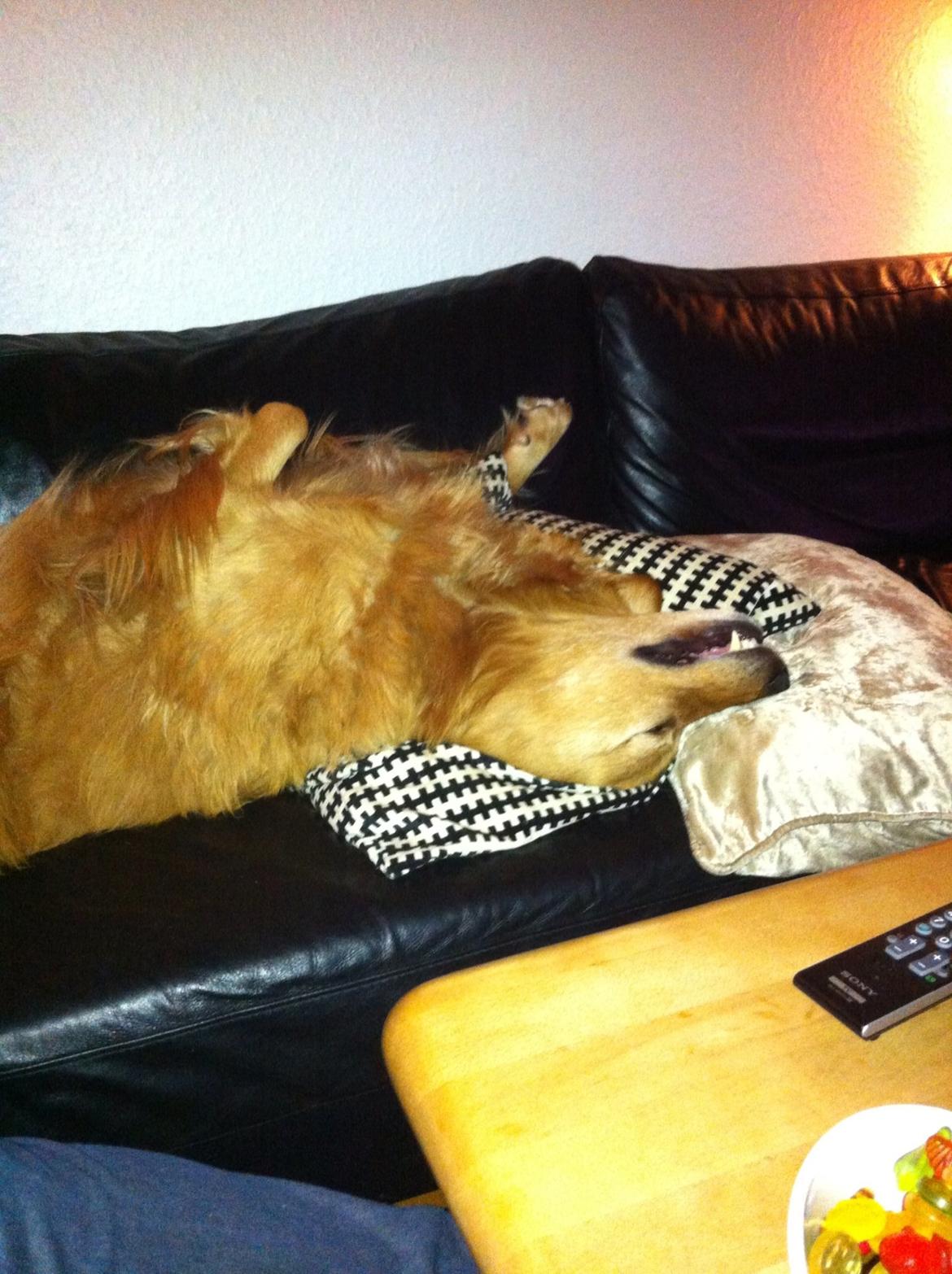 Blanding af racer Olsen billede 8