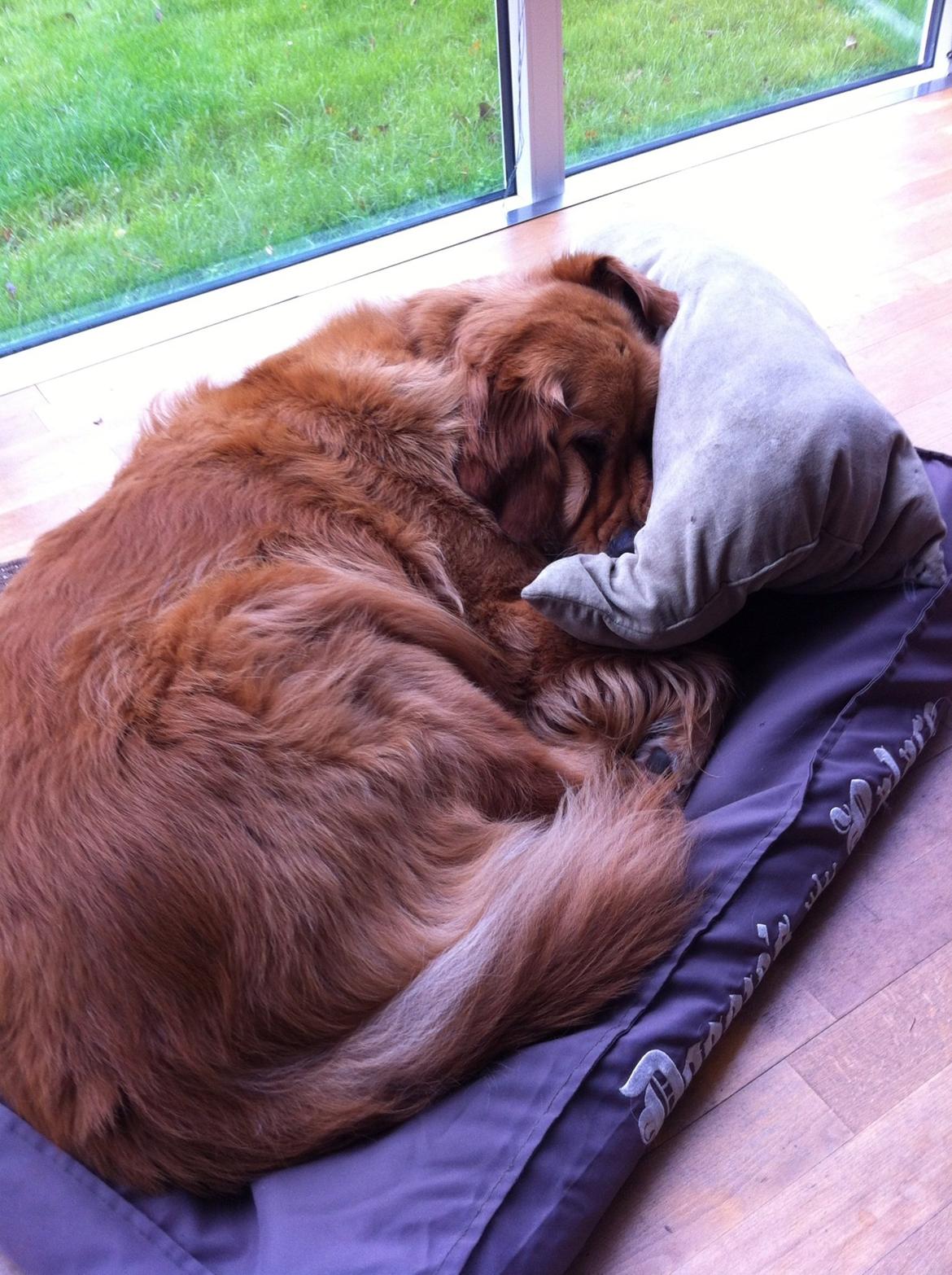 Blanding af racer Olsen billede 9