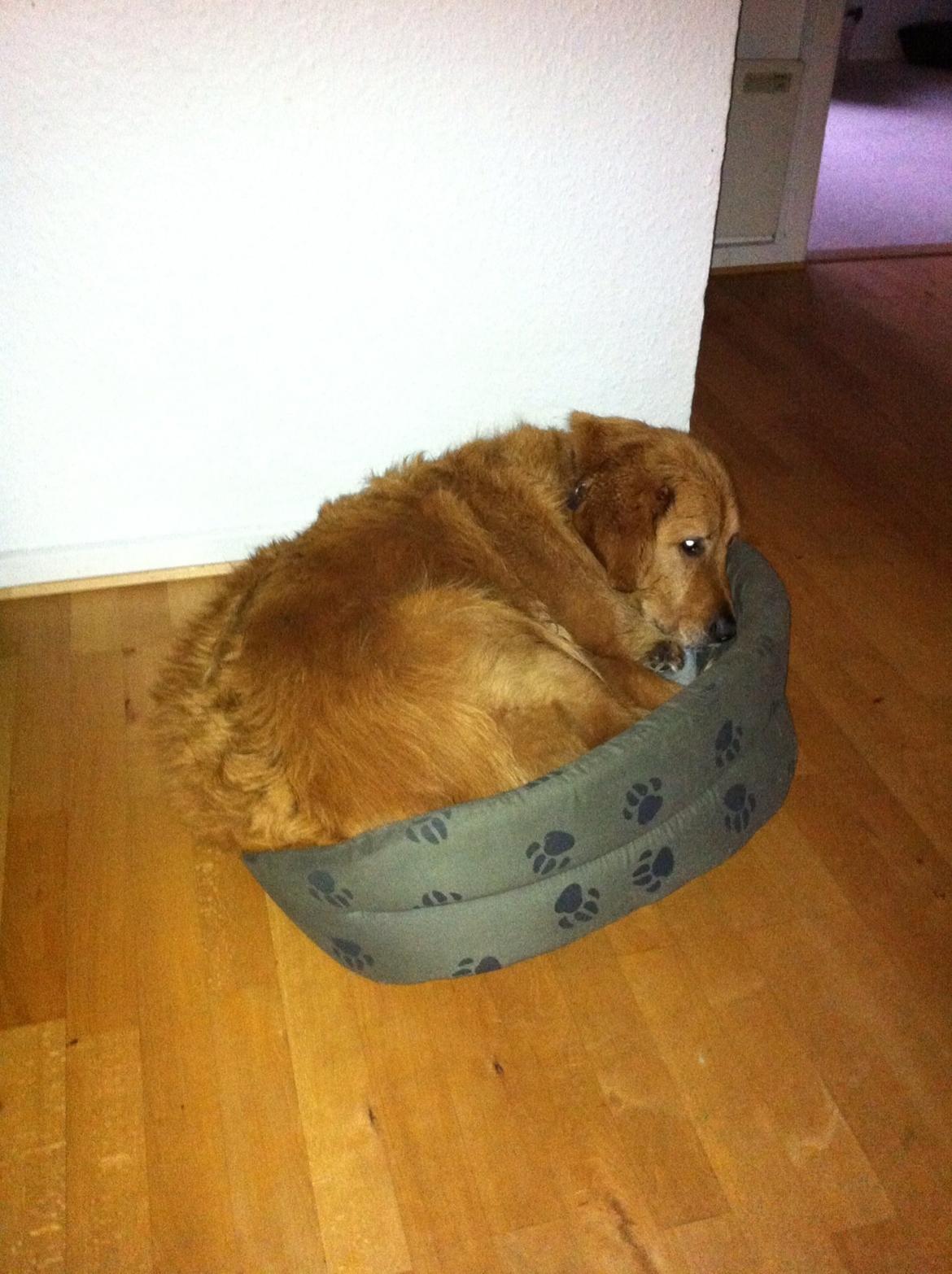 Blanding af racer Olsen billede 10