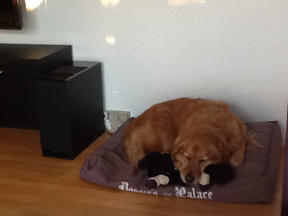 Blanding af racer Olsen billede 11