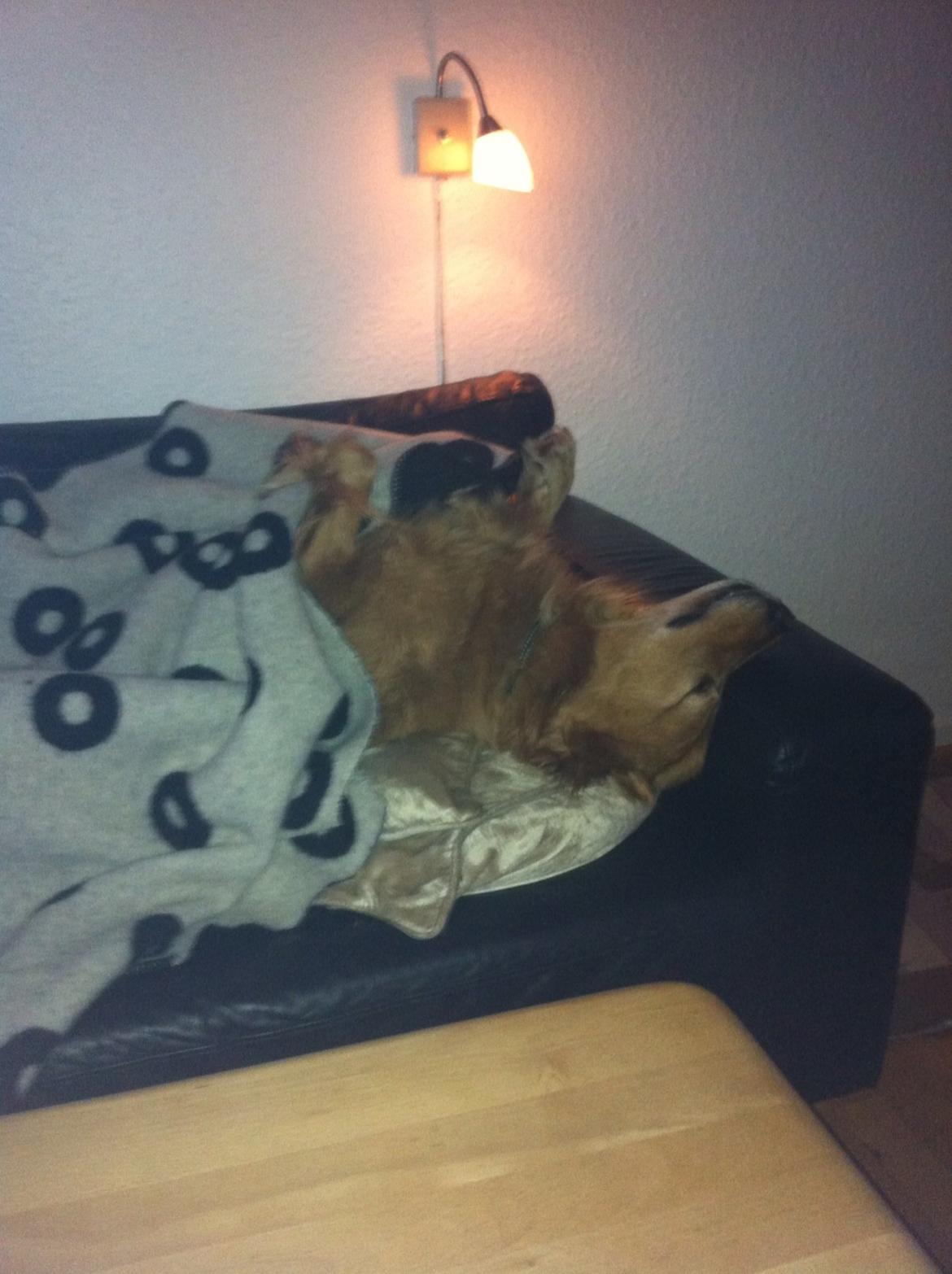 Blanding af racer Olsen billede 12