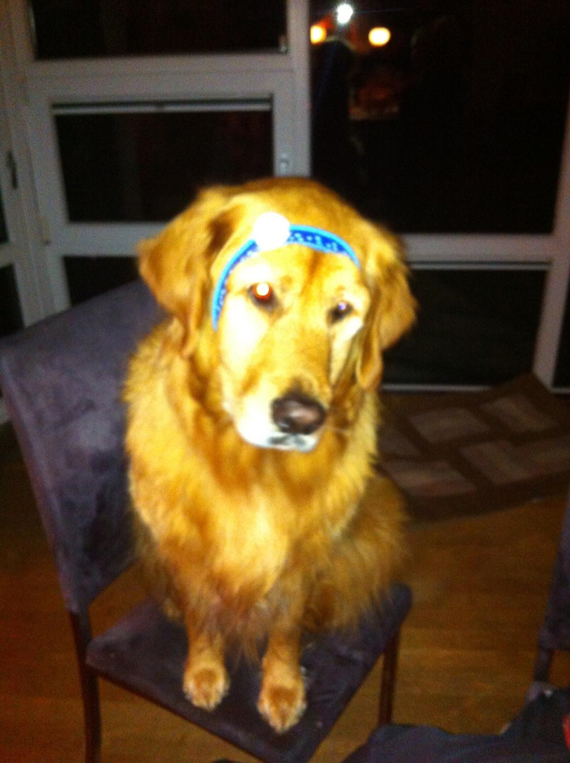 Blanding af racer Olsen billede 14