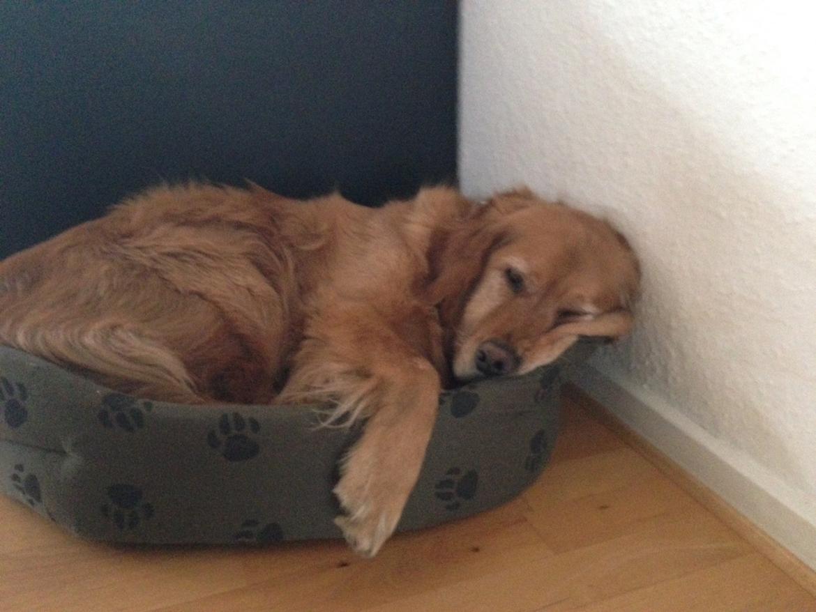 Blanding af racer Olsen billede 15