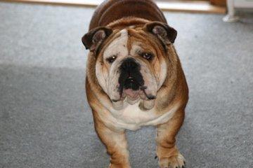 Engelsk bulldog Ludvig billede 1