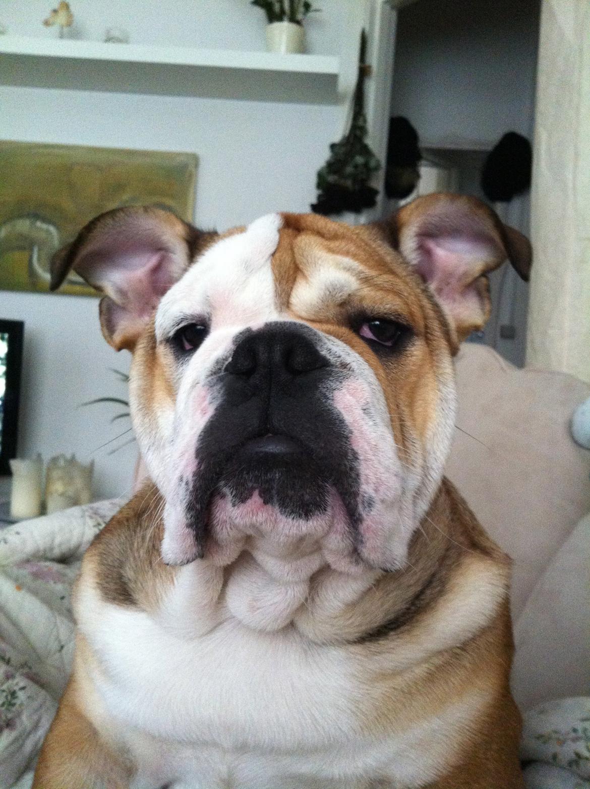 Engelsk bulldog Ludvig billede 2