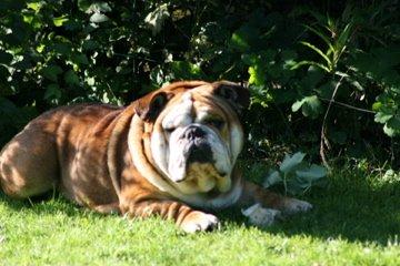 Engelsk bulldog Ludvig billede 3