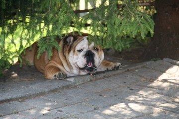 Engelsk bulldog Ludvig billede 4