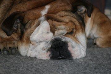 Engelsk bulldog Ludvig billede 5