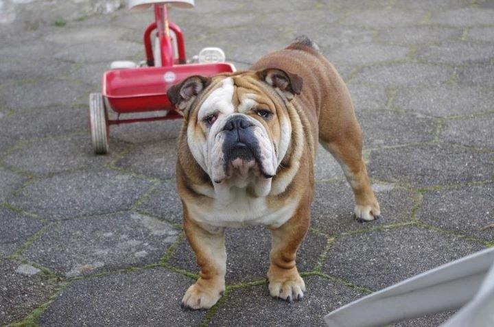 Engelsk bulldog Ludvig billede 6