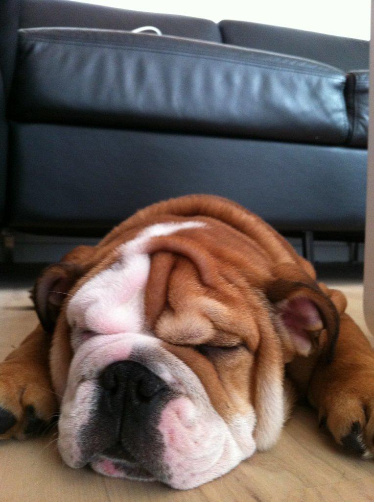 Engelsk bulldog Ludvig billede 7