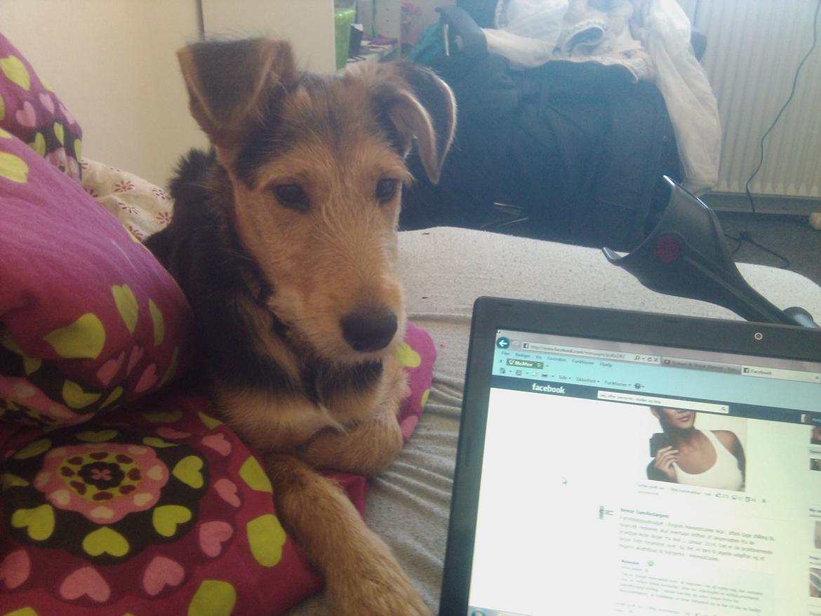 Blanding af racer pjevs (baby) billede 15