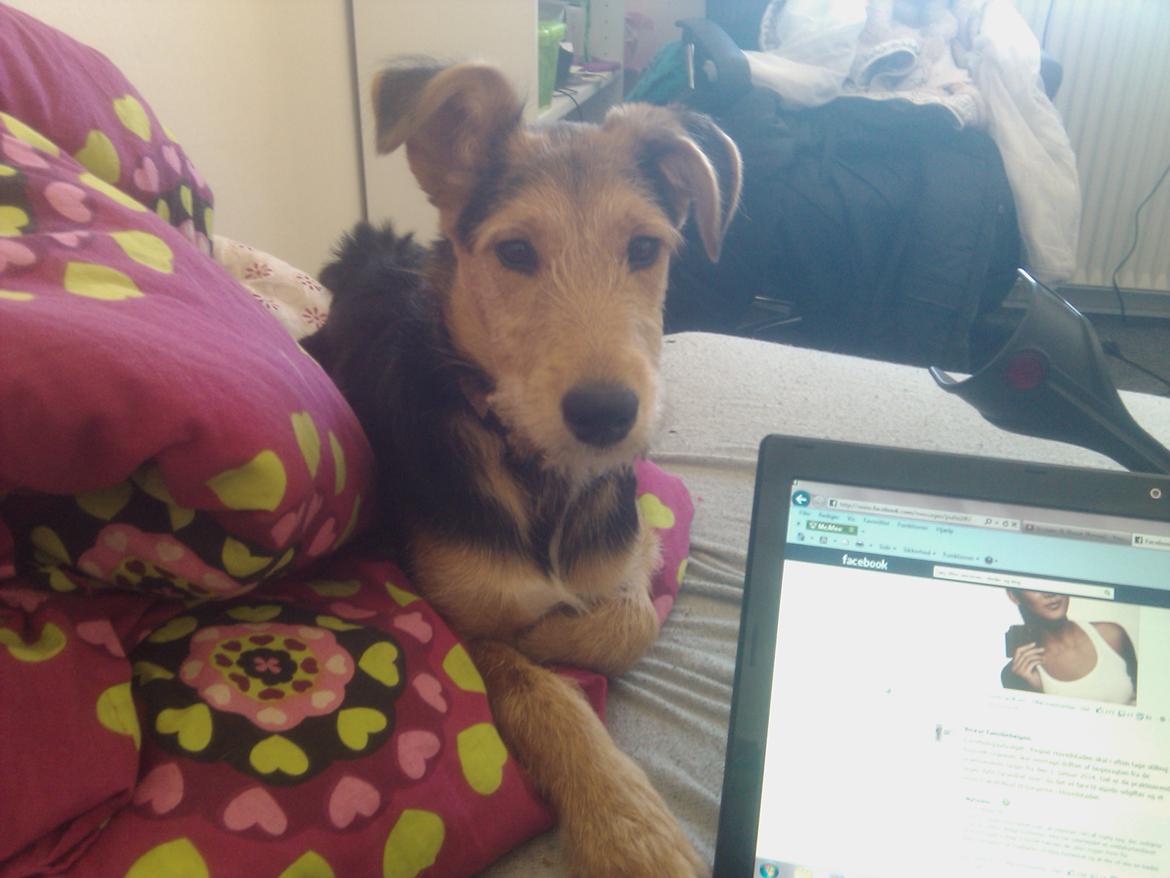 Blanding af racer pjevs (baby) billede 16