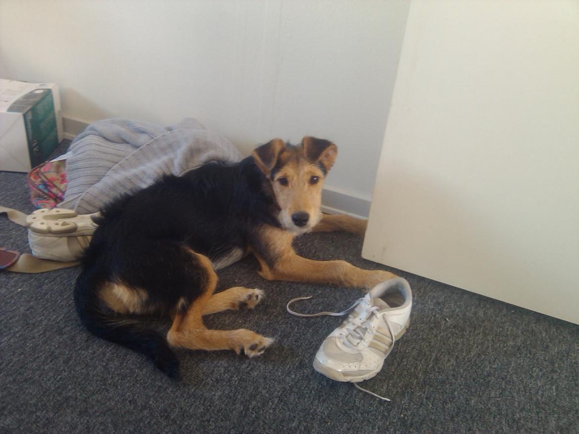 Blanding af racer pjevs (baby) - Jeg spiser slet ikke dine snørrebånd :D billede 17