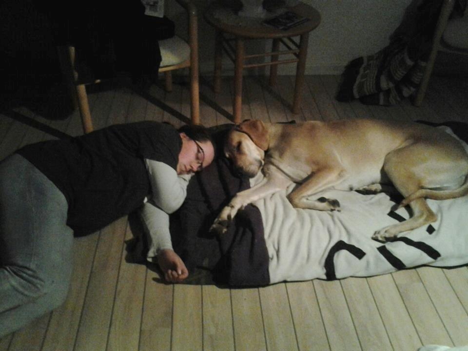 Grand danois Honey billede 2