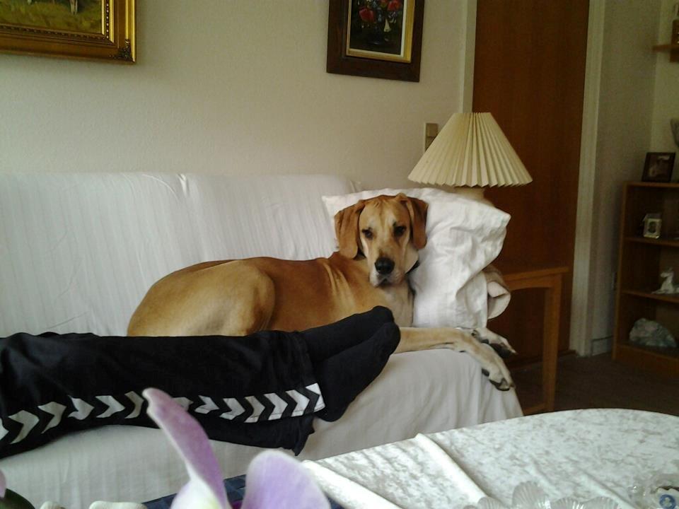 Grand danois Honey billede 3