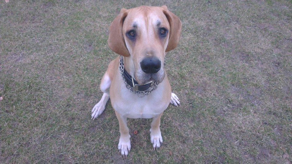 Grand danois Honey billede 1