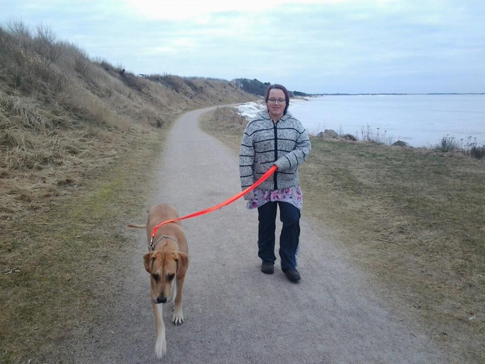 Grand danois Honey billede 4