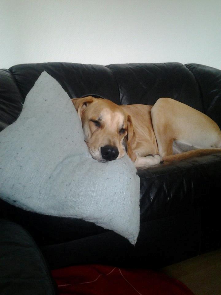 Grand danois Honey billede 5