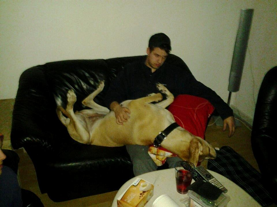 Grand danois Honey billede 6